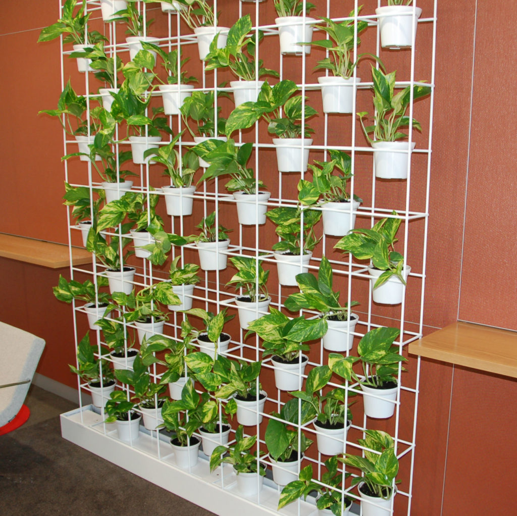 Showing a Schiavello Vertical Garden. It is basically pot plants sitting in a specially built white wire frame.