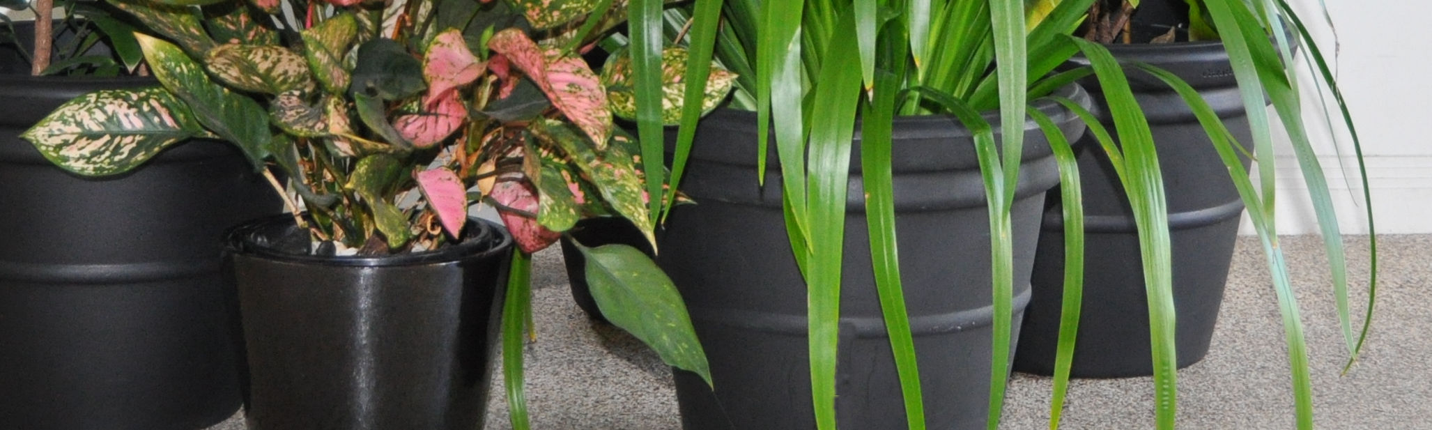 Showing a closeup of three black Cotta Vases.