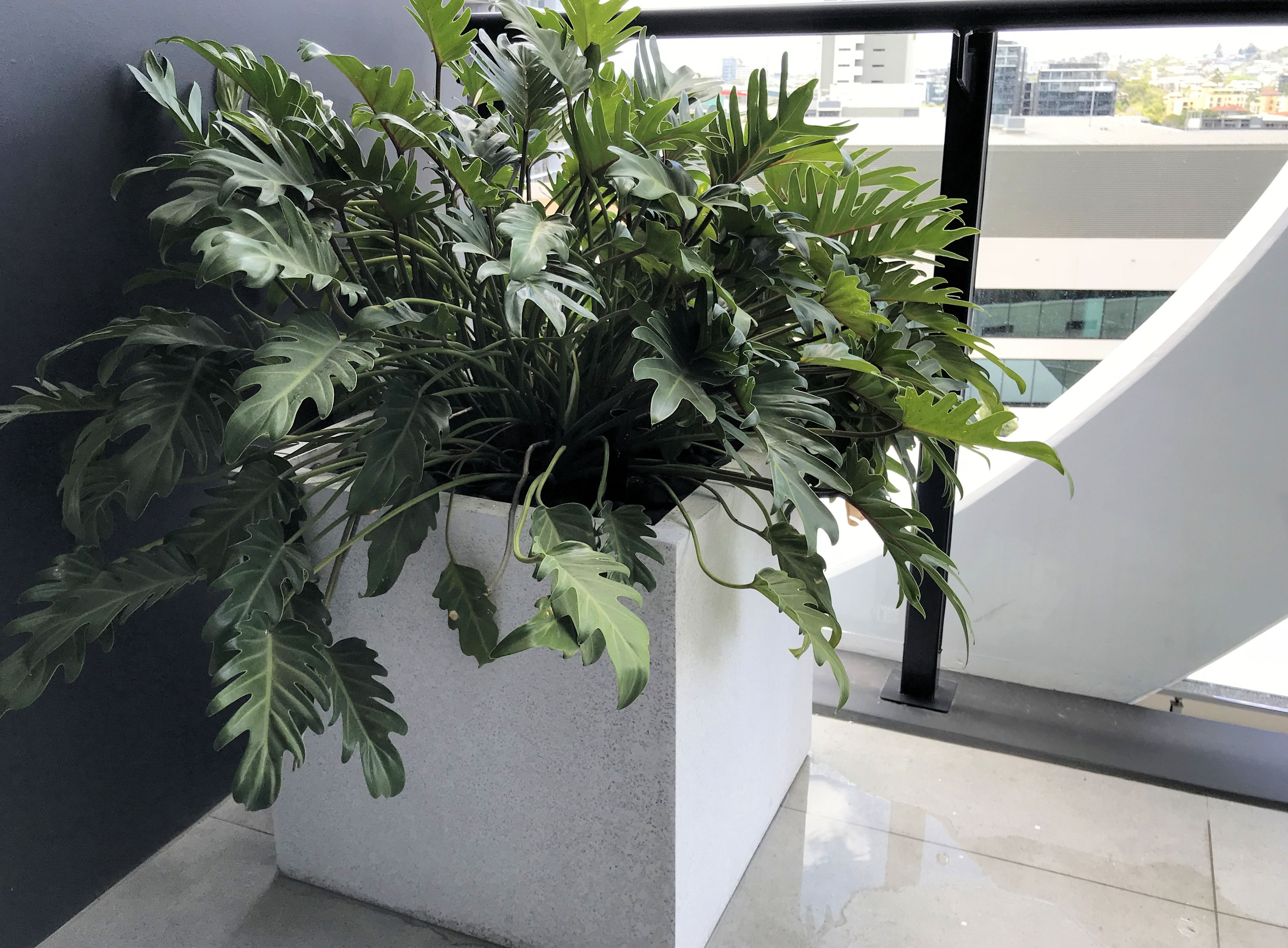 Showing a white Cube Terrazzo Planter for hire on a balcony with a Philodendron Zanadu.