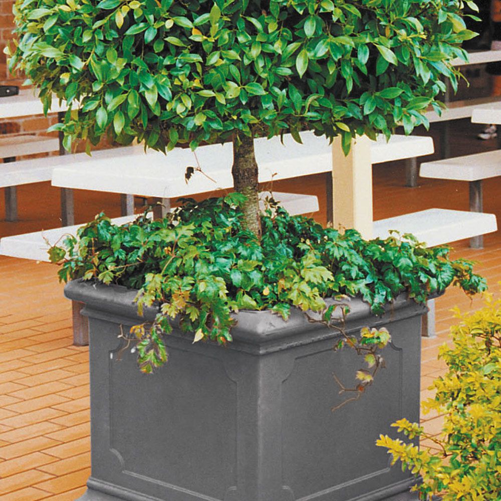 Showing a traditional Roman design in a square planter with a Ficus plant.