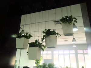 Showing hanging white Urban Desk Wedges. This image was taken just after installation, the plants have now grown and are amazing.