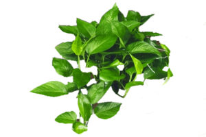 A closeup of Pothos leaves