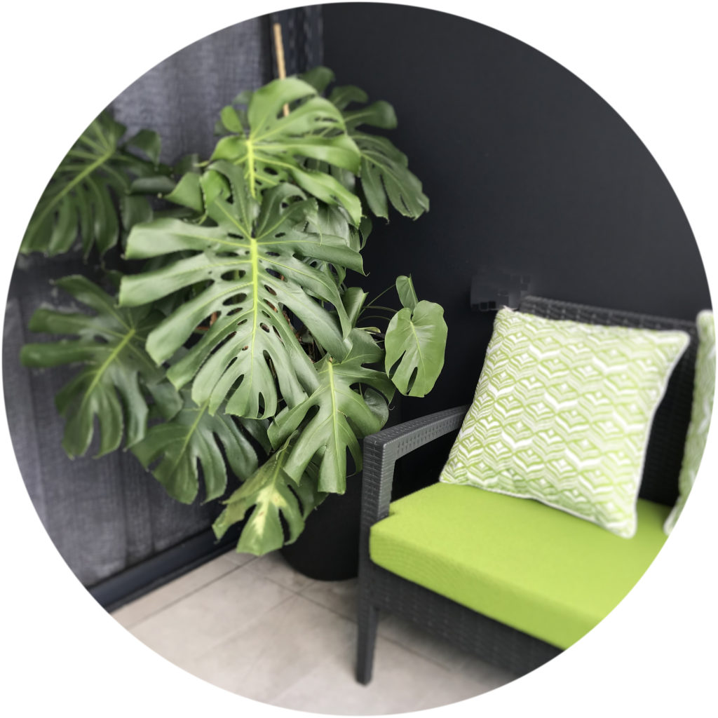 An image of a Monstera Deliciosa on a balcony in a high rise building in Brisbane.