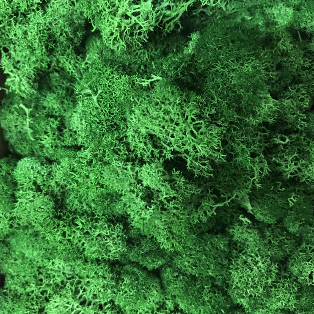 download free reindeer moss