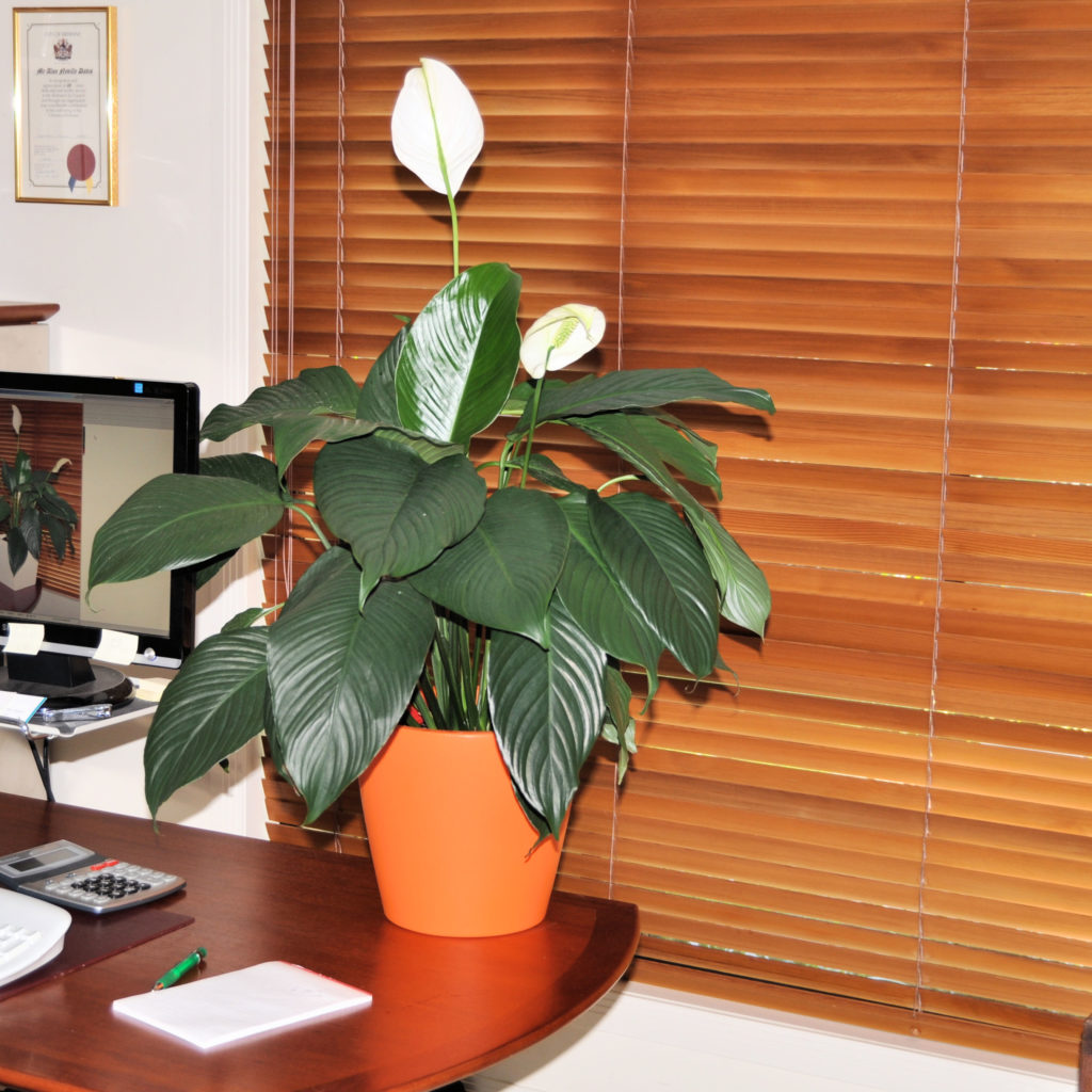 An image of an orange Desk Planter with spath.