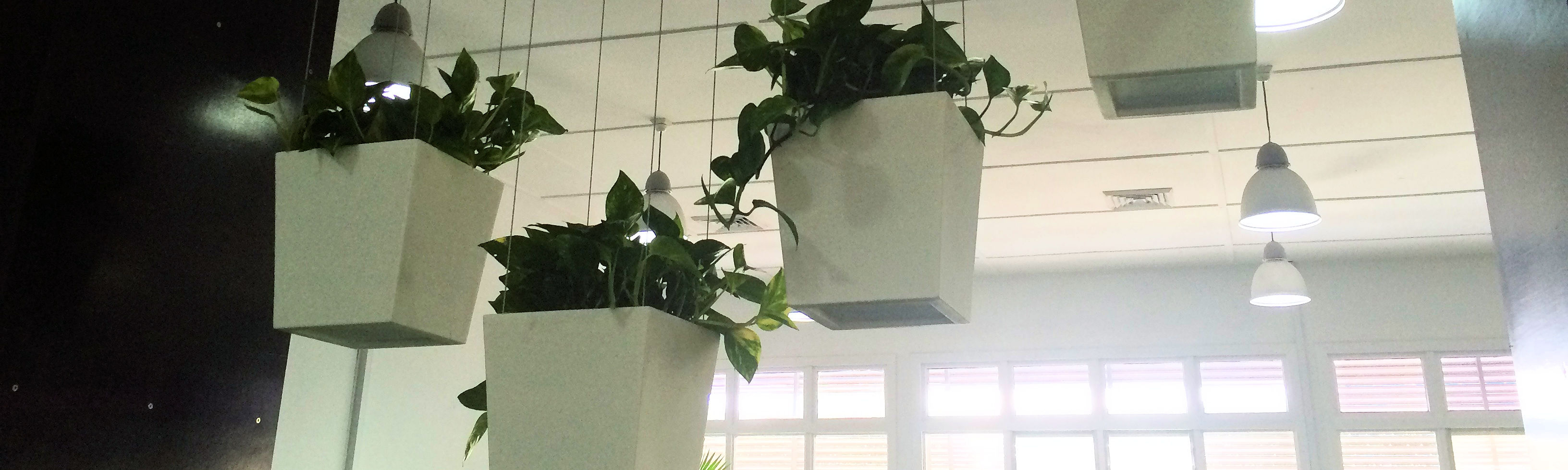 Showing four white Urban Desk planters hanging from the ceiling with trailing pothos.