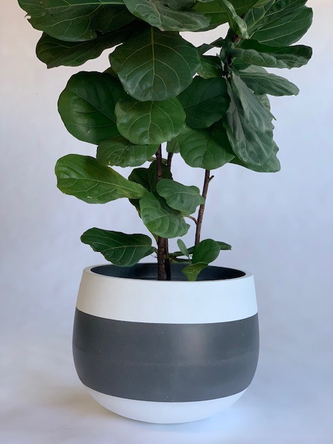 Showing a Cup Planter with three bands of colour with a Ficus Lyrata.