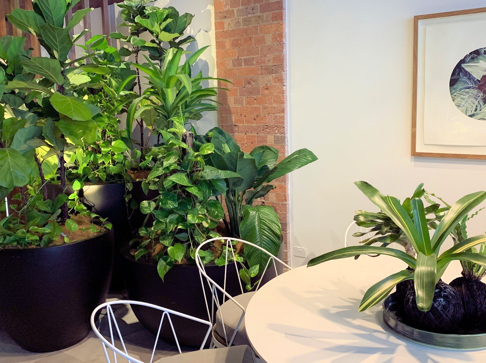 Showing a pothos growing on a totem among other lush plants.