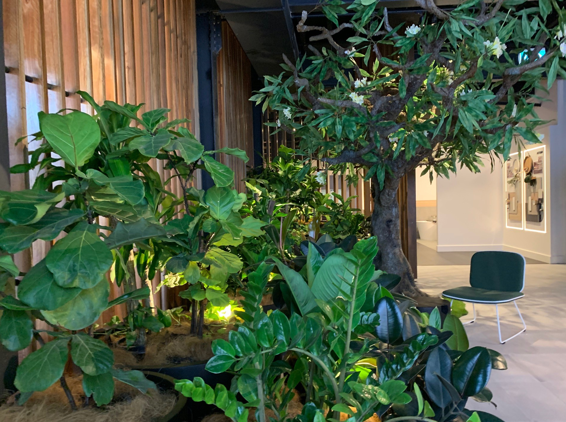 Showing climbing pothos among lush greenery.