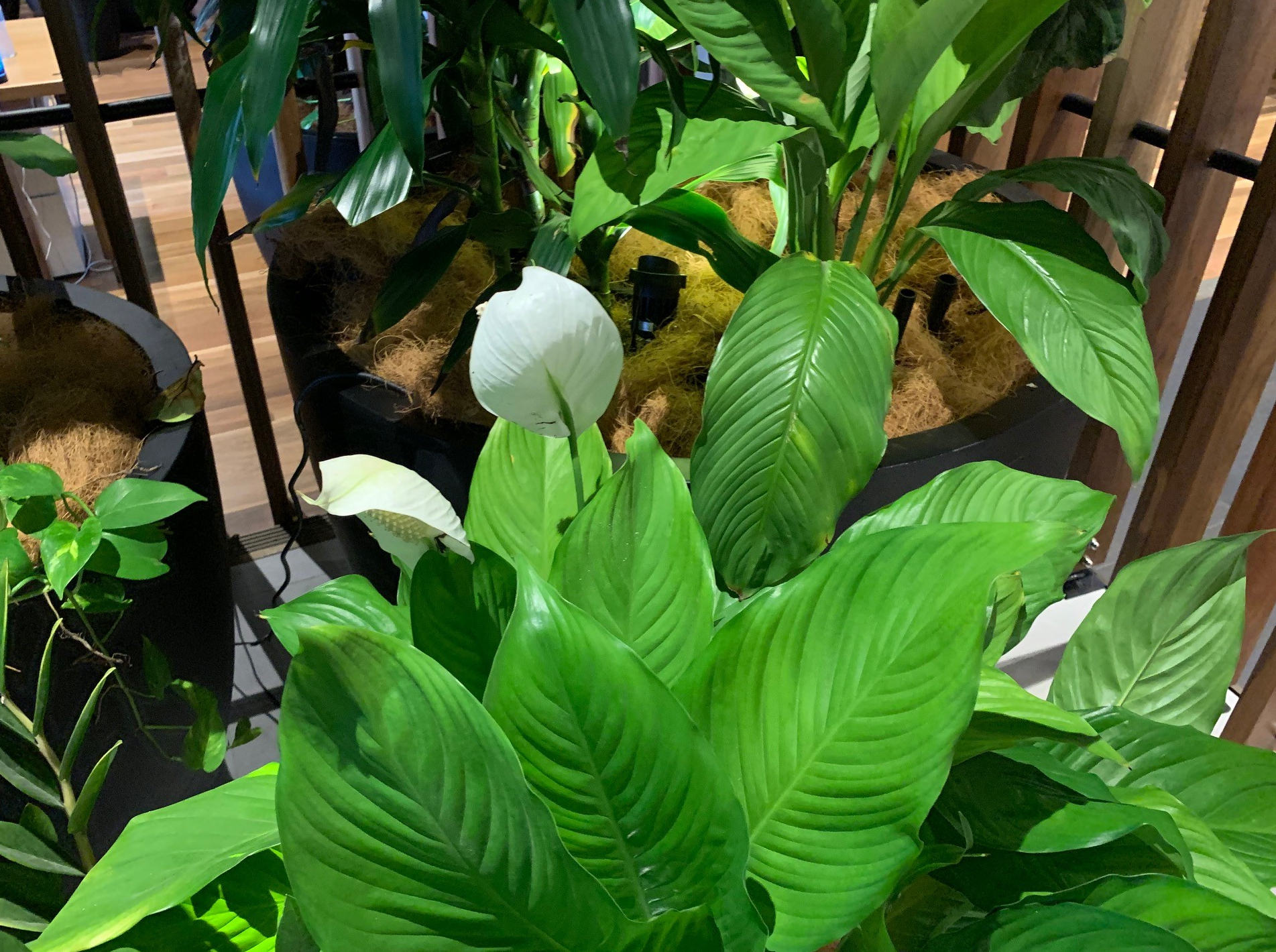 Lush Greenery showing a flowering Spathiphyllum (Peace Lily) in the foreground.