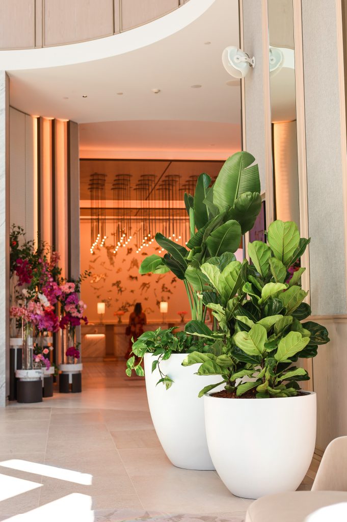 Commercial Indoor Plant Hire